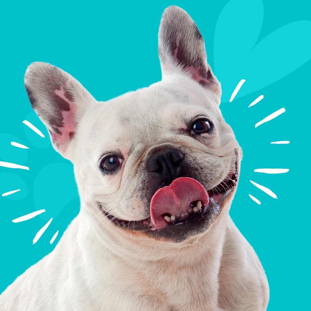 Instagram Pets account for sale with 0 followers